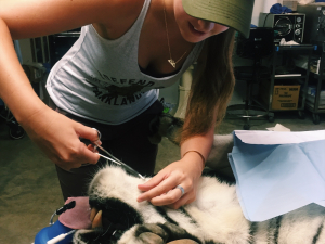 Annabella Helman '21 - WHAPA Lab & Exotic Feline Rescue Center