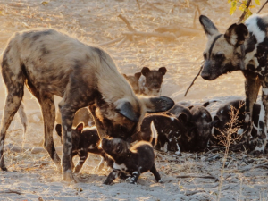 African wild dog conservation trust in Botswana